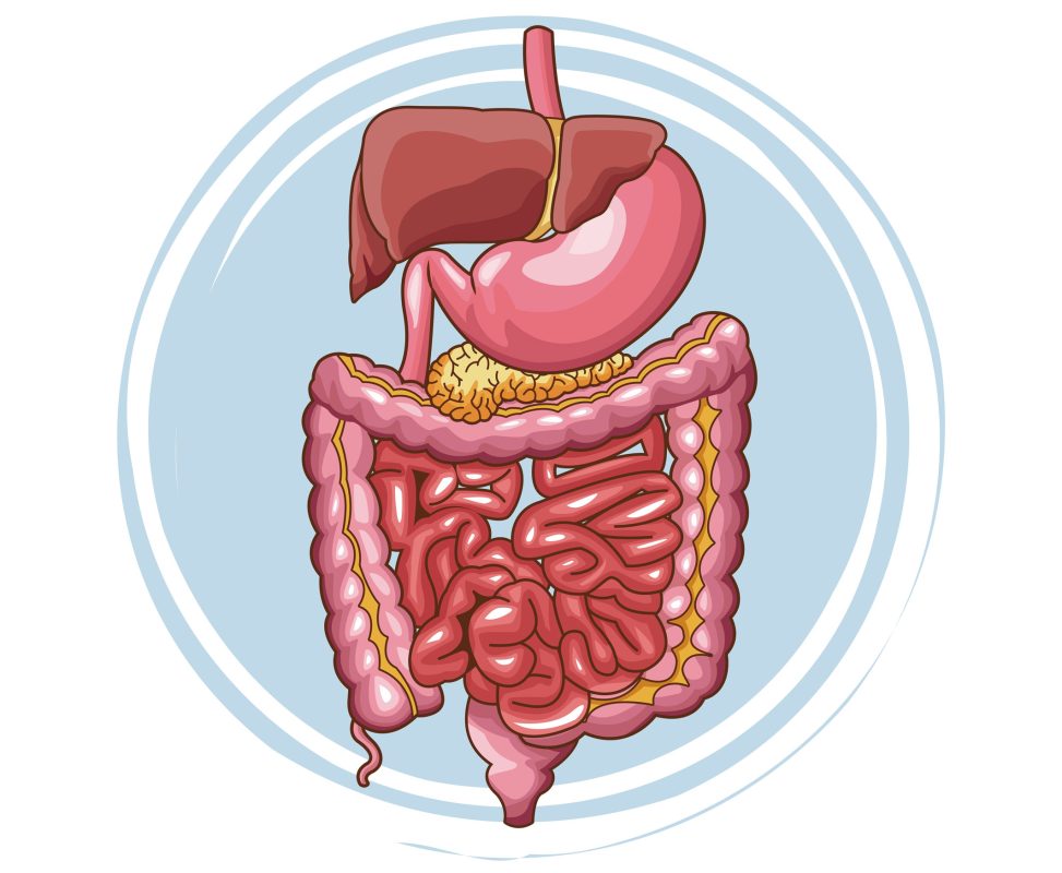 digestive system