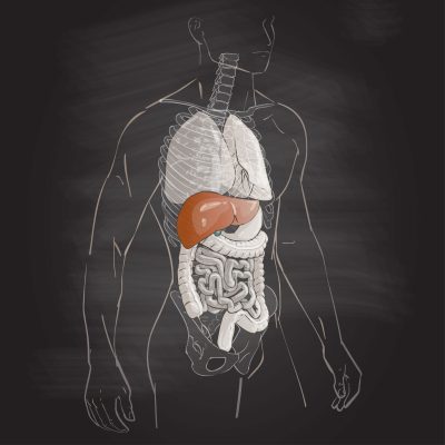 liver
